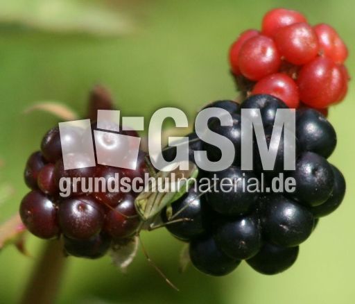 Brombeeren-2.jpg